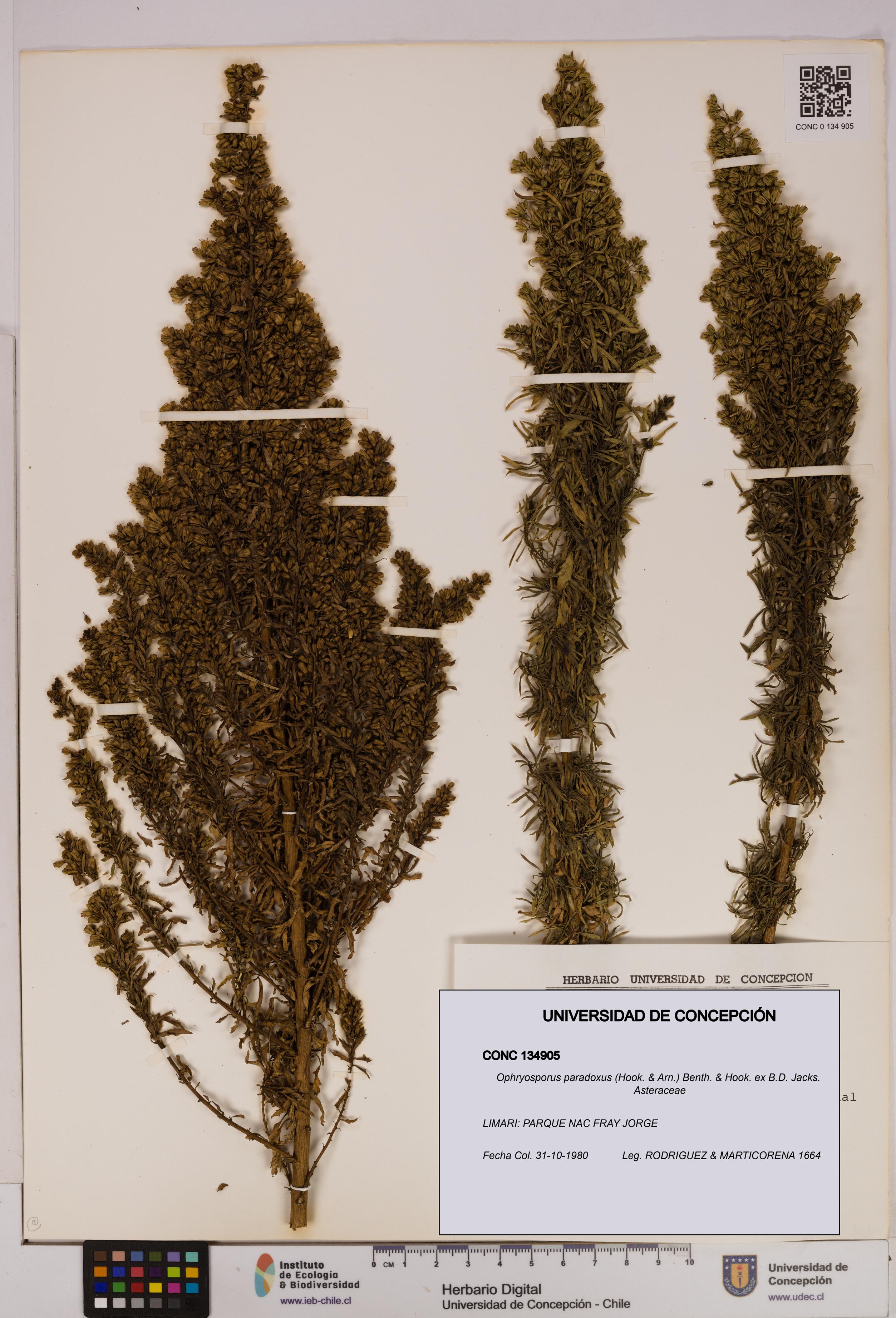 Ophryosporus paradoxus [Espécimen: UDEC:CONC:0134905]