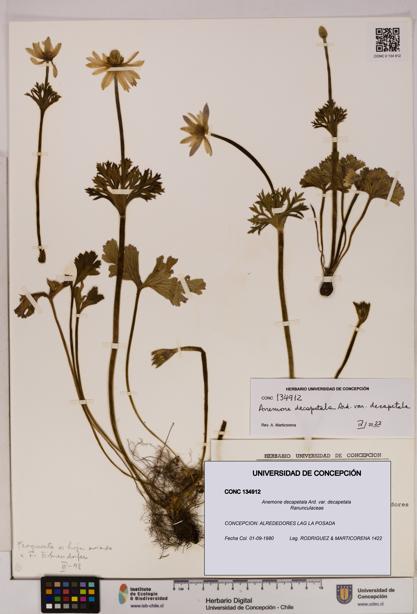 Anemone decapetala [Espécimen: UDEC:CONC:0134912]