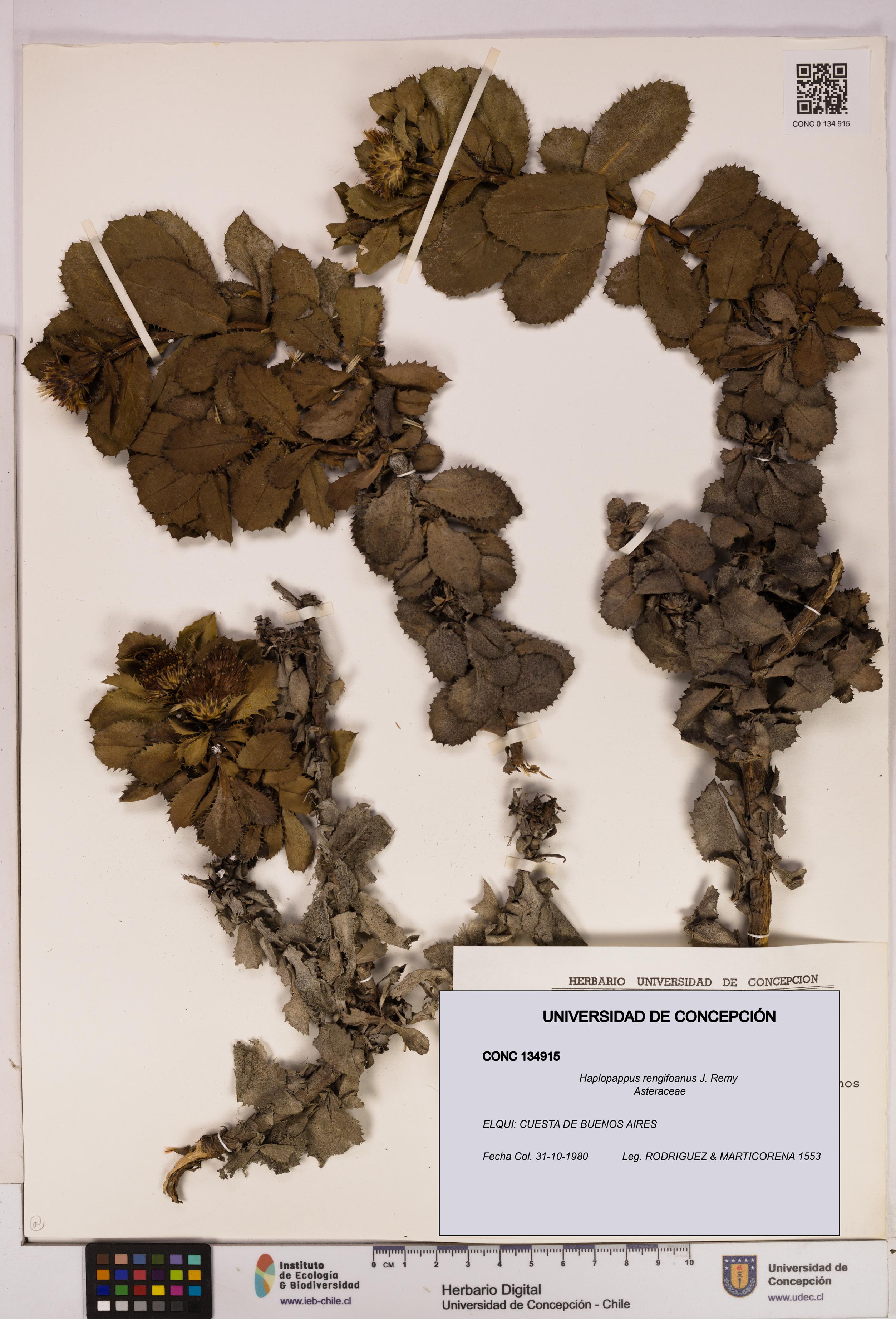Haplopappus rengifoanus [Espécimen: UDEC:CONC:0134915]