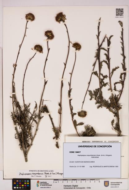 Haplopappus coquimbensis [Espécimen: UDEC:CONC:0134917]