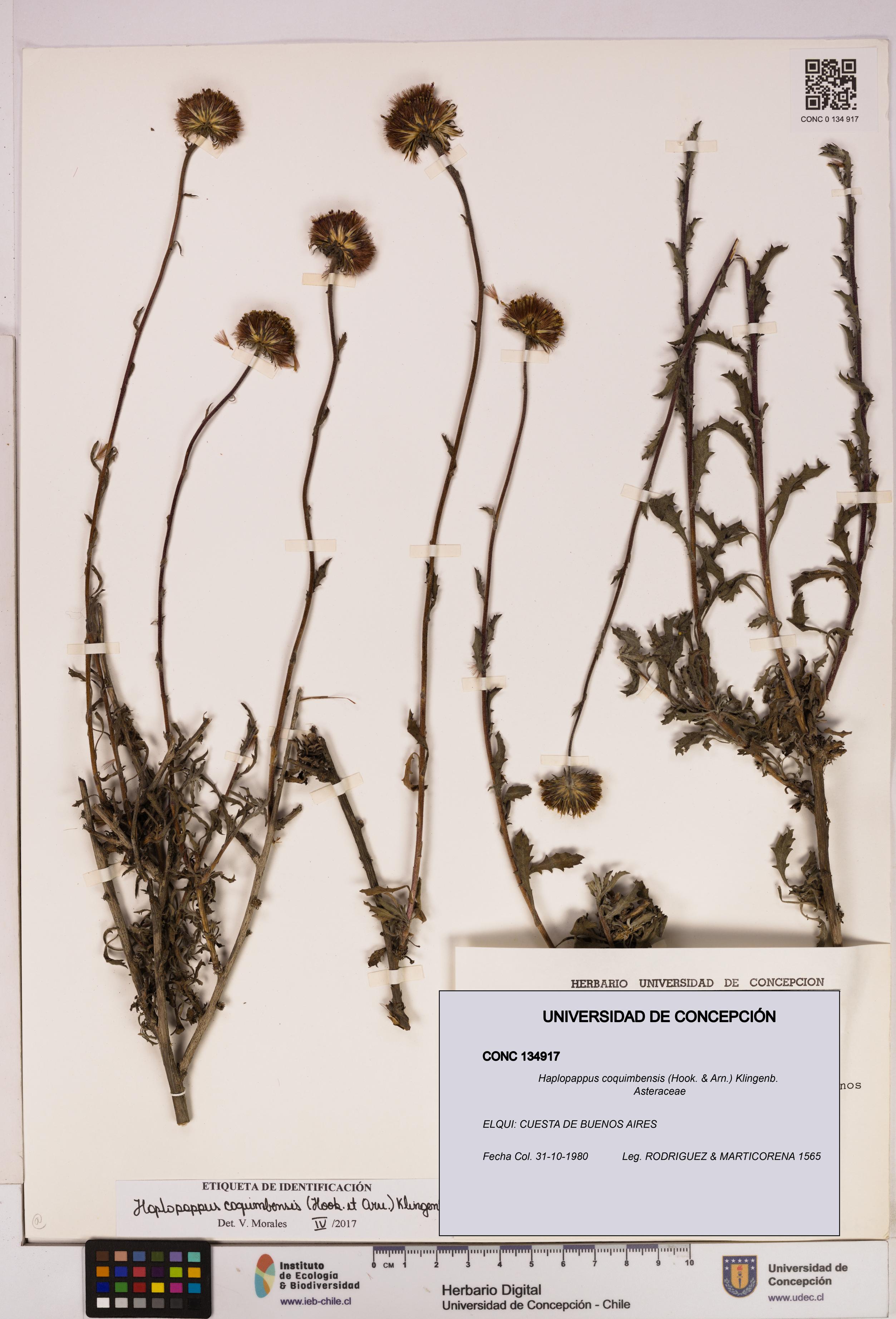 Haplopappus coquimbensis [Espécimen: UDEC:CONC:0134917]