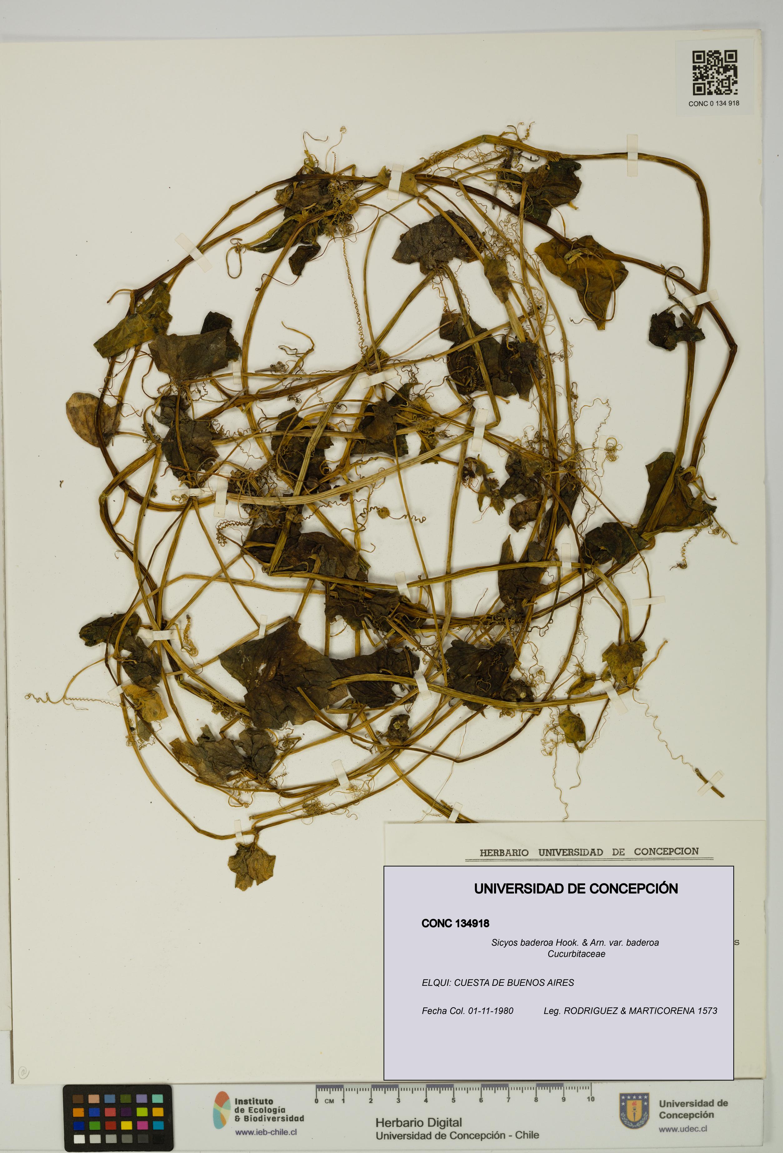 Sicyos baderoa var. baderoa [Espécimen: UDEC:CONC:0134918]
