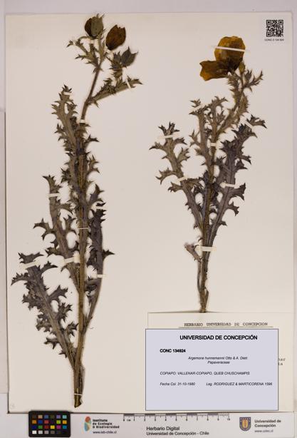 Argemone hunnemannii [Espécimen: UDEC:CONC:0134924]