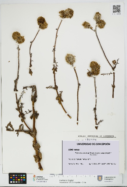 Polyachyrus poeppigii [Espécimen: UDEC:CONC:0134928]