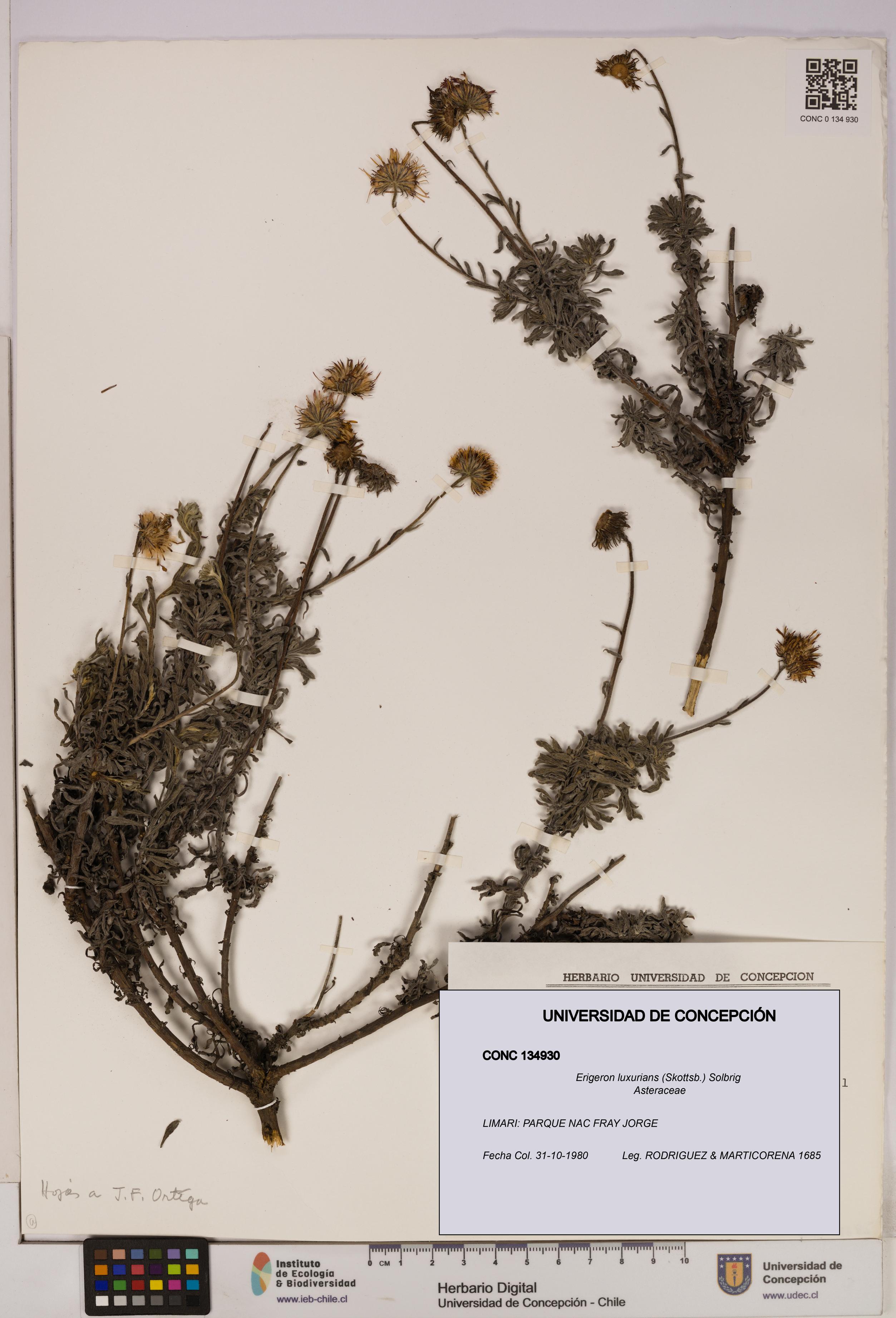 Erigeron luxurians [Espécimen: UDEC:CONC:0134930]
