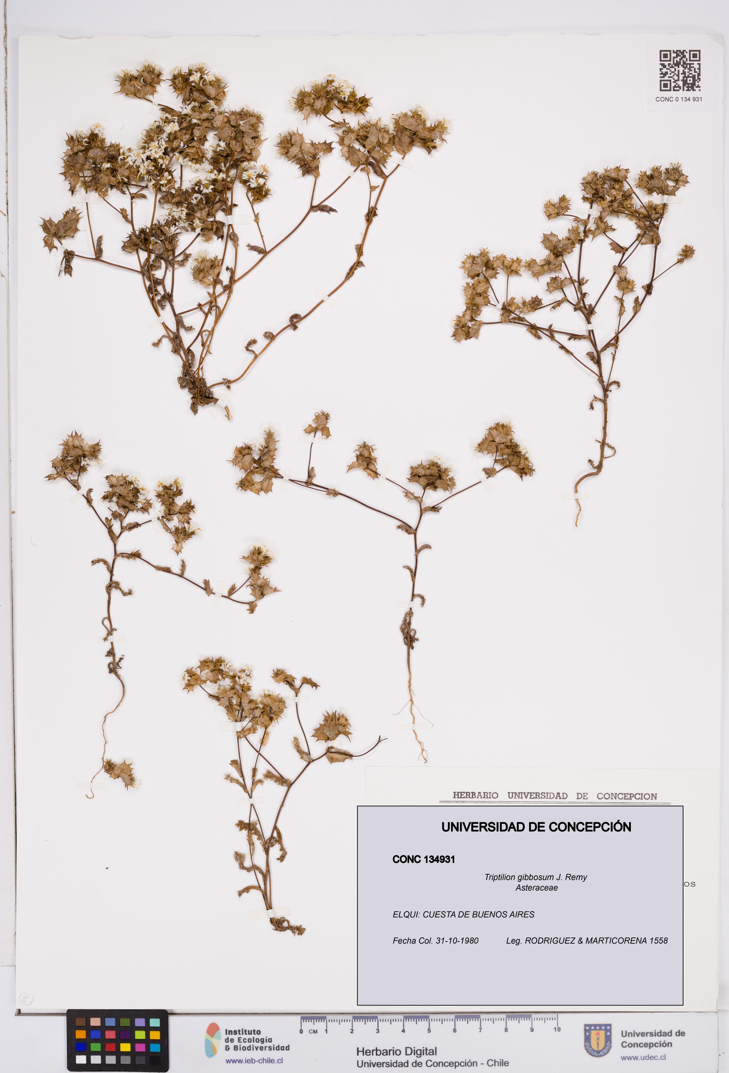 Triptilion gibbosum [Espécimen: ]