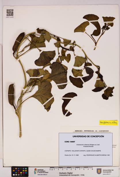 Aristolochia chilensis [Espécimen: UDEC:CONC:0134937]