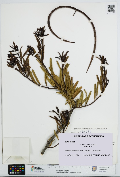 Skytanthus acutus [Espécimen: UDEC:CONC:0134939]