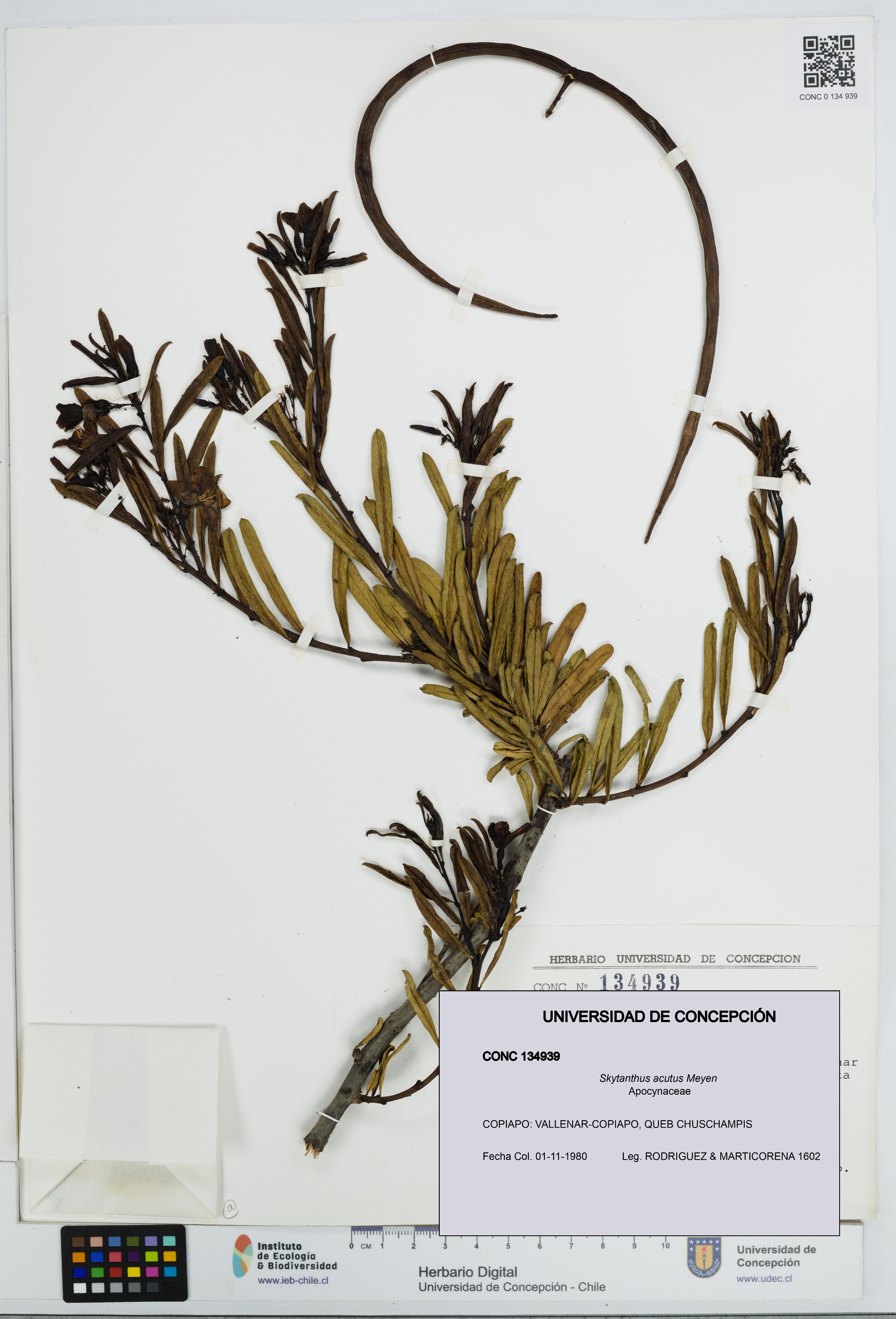 Skytanthus acutus [Espécimen: UDEC:CONC:0134939]