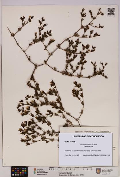 Frankenia chilensis [Espécimen: UDEC:CONC:0134940]