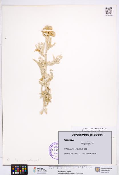 Senecio leucus [Espécimen: ]