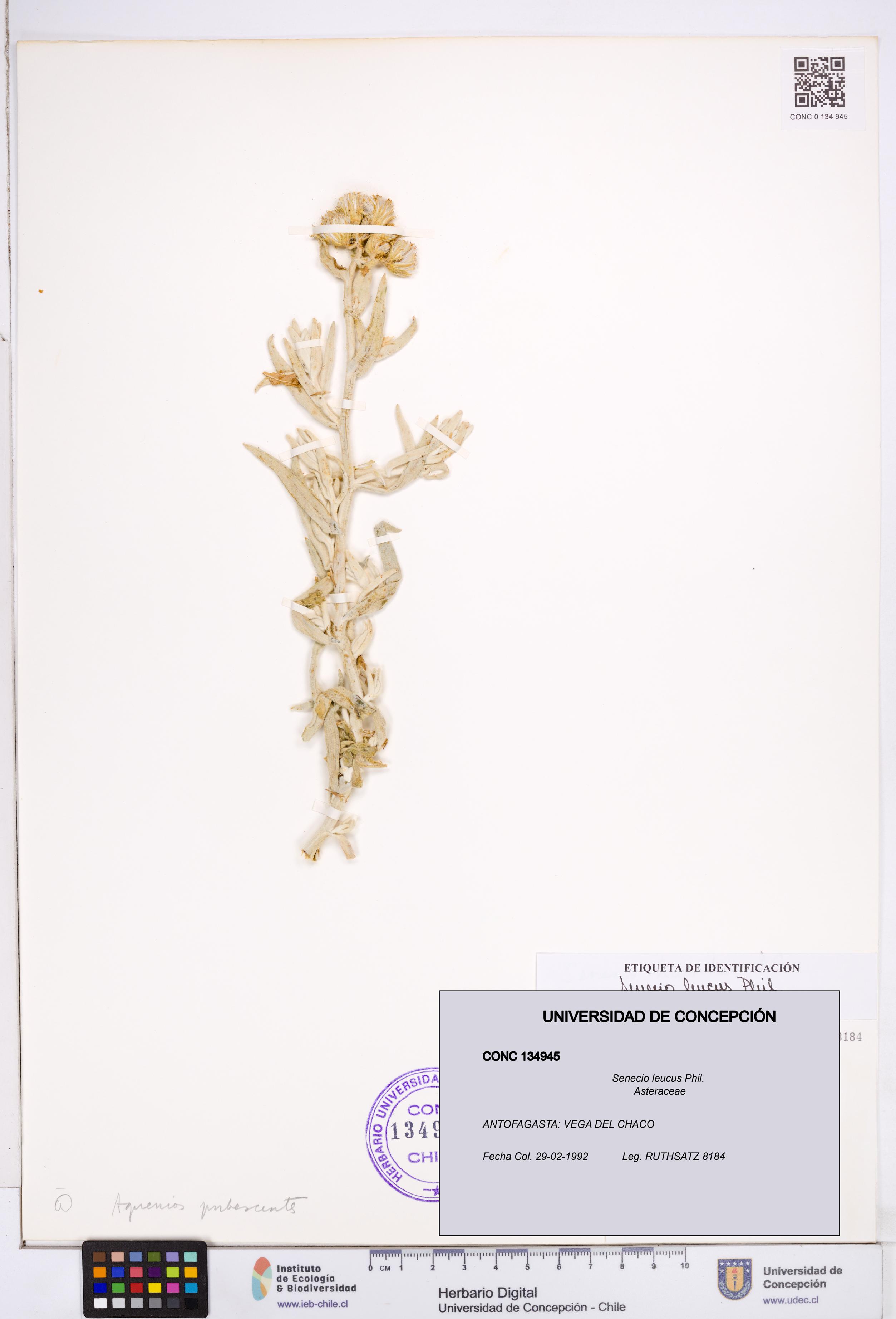Senecio leucus [Espécimen: ]