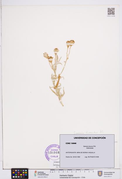 Senecio leucus [Espécimen: ]