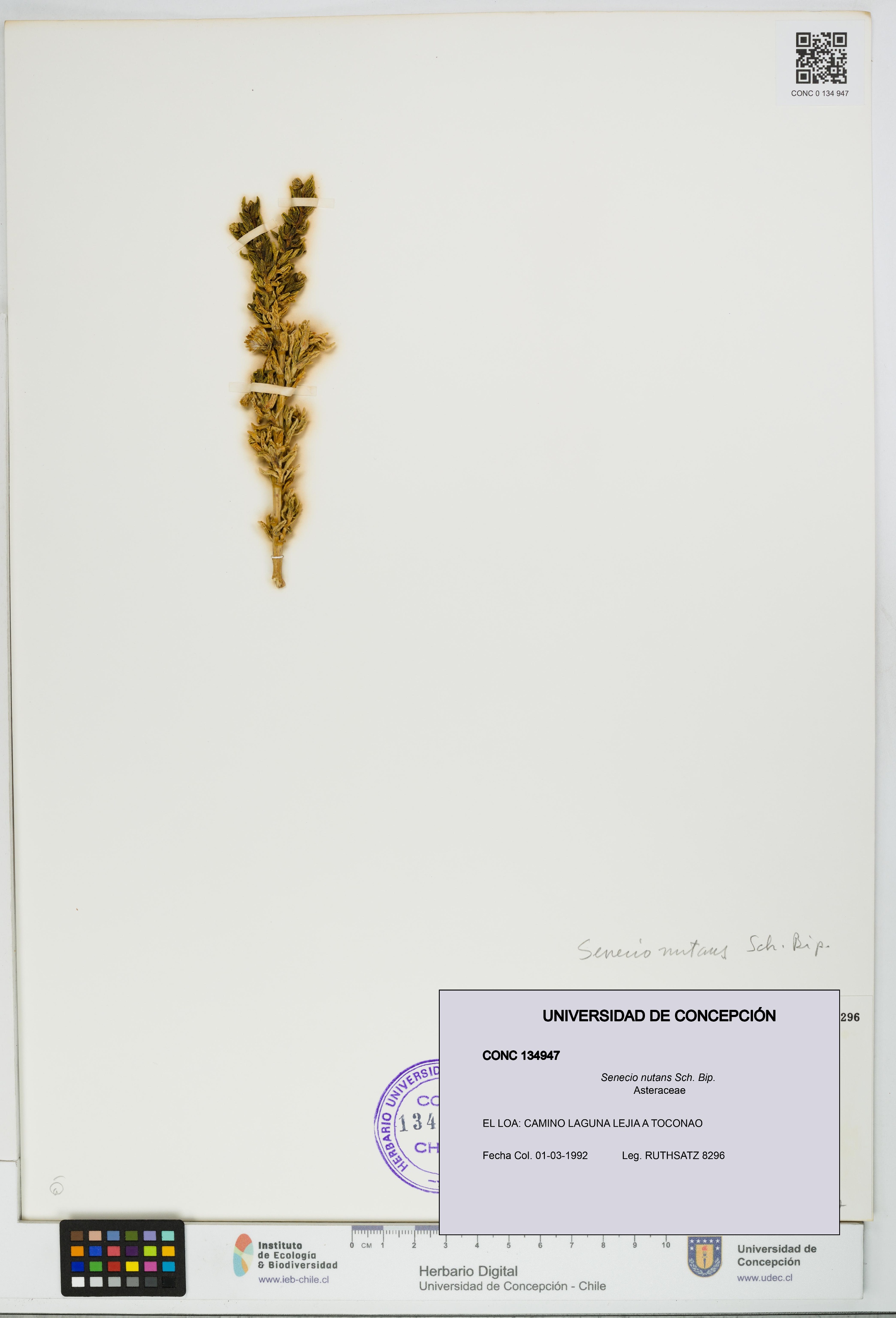 Senecio nutans [Espécimen: UDEC:CONC:0134947]