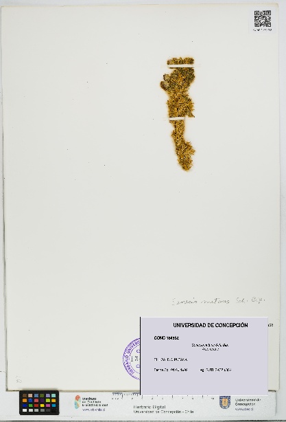 Senecio nutans [Espécimen: UDEC:CONC:0134952]