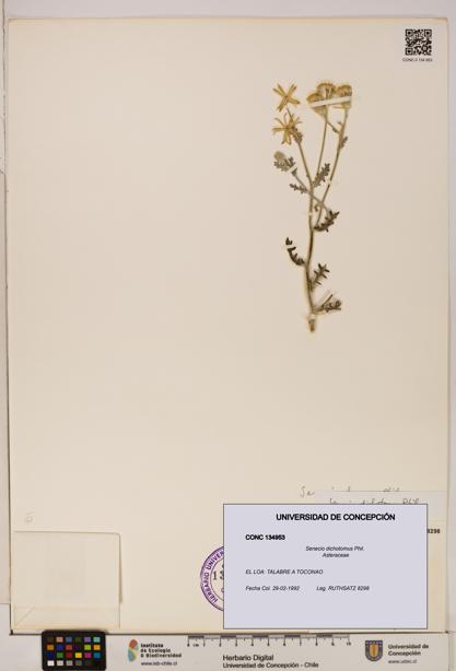 Senecio dichotomus [Espécimen: UDEC:CONC:0134953]