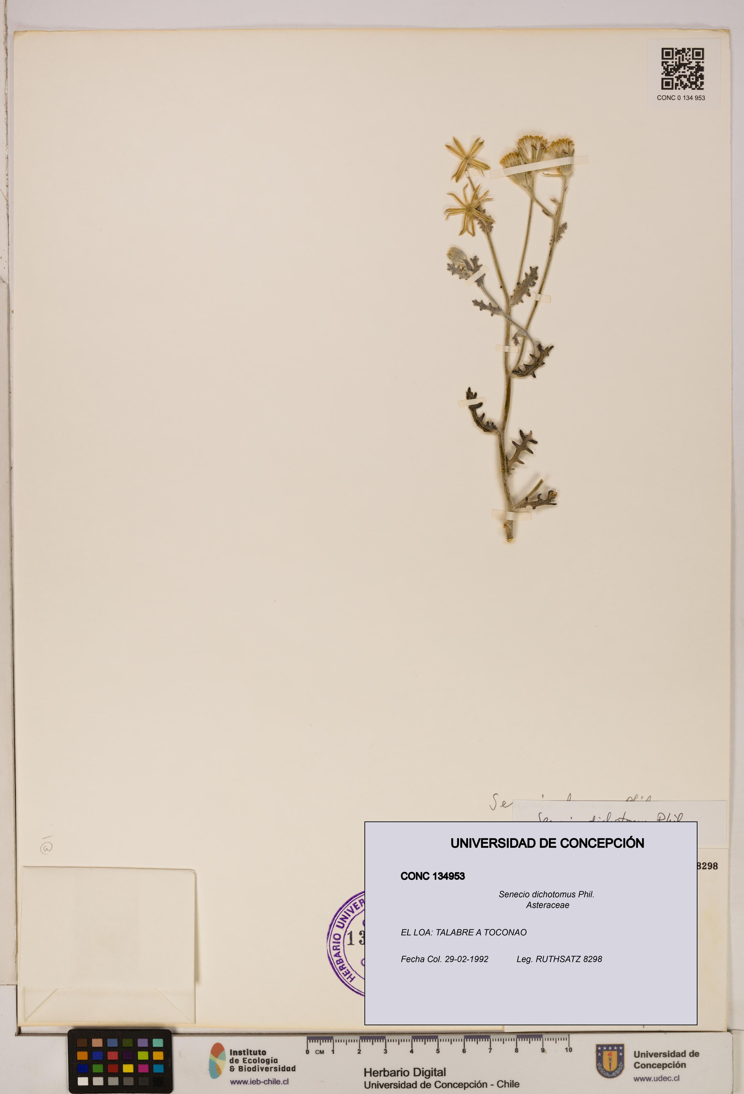 Senecio dichotomus [Espécimen: UDEC:CONC:0134953]