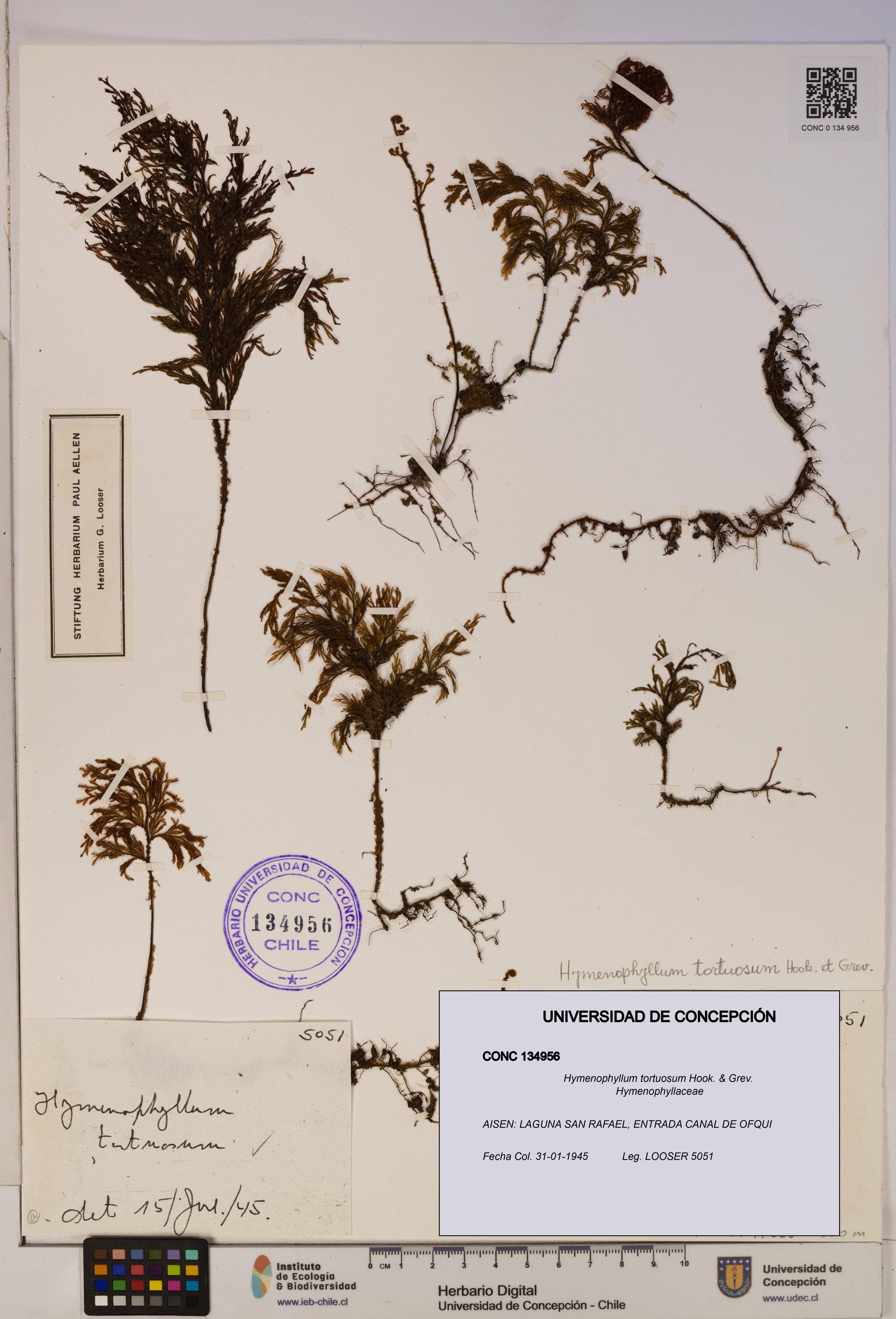 Hymenophyllum tortuosum [Espécimen: ]
