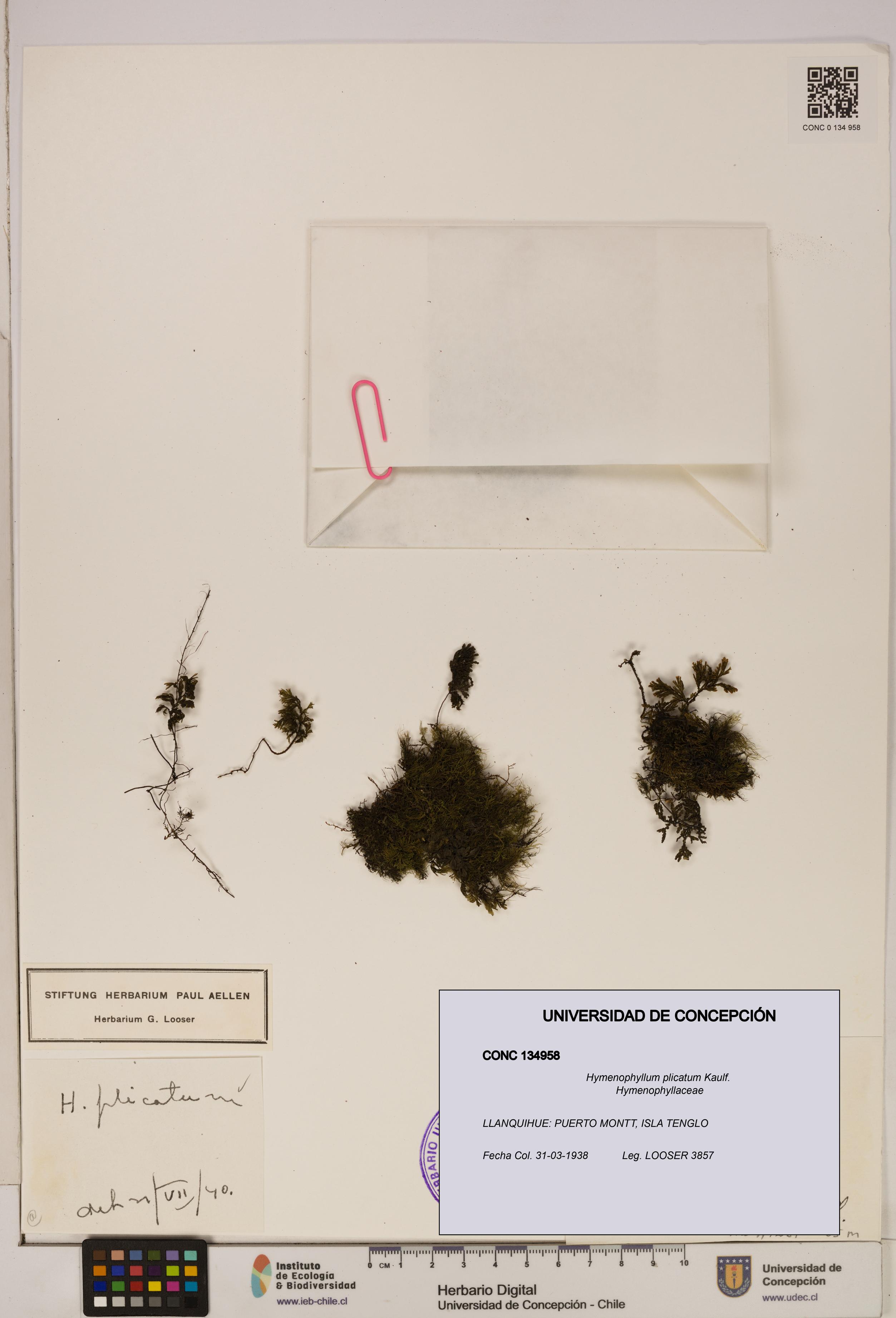 Hymenophyllum plicatum [Espécimen: ]