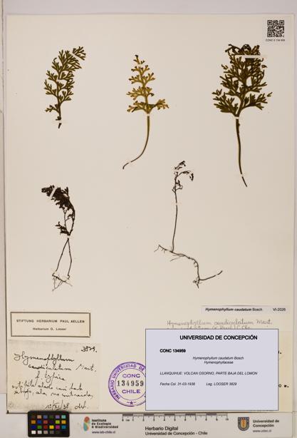 Hymenophyllum caudatum [Espécimen: UDEC:CONC:0134959]