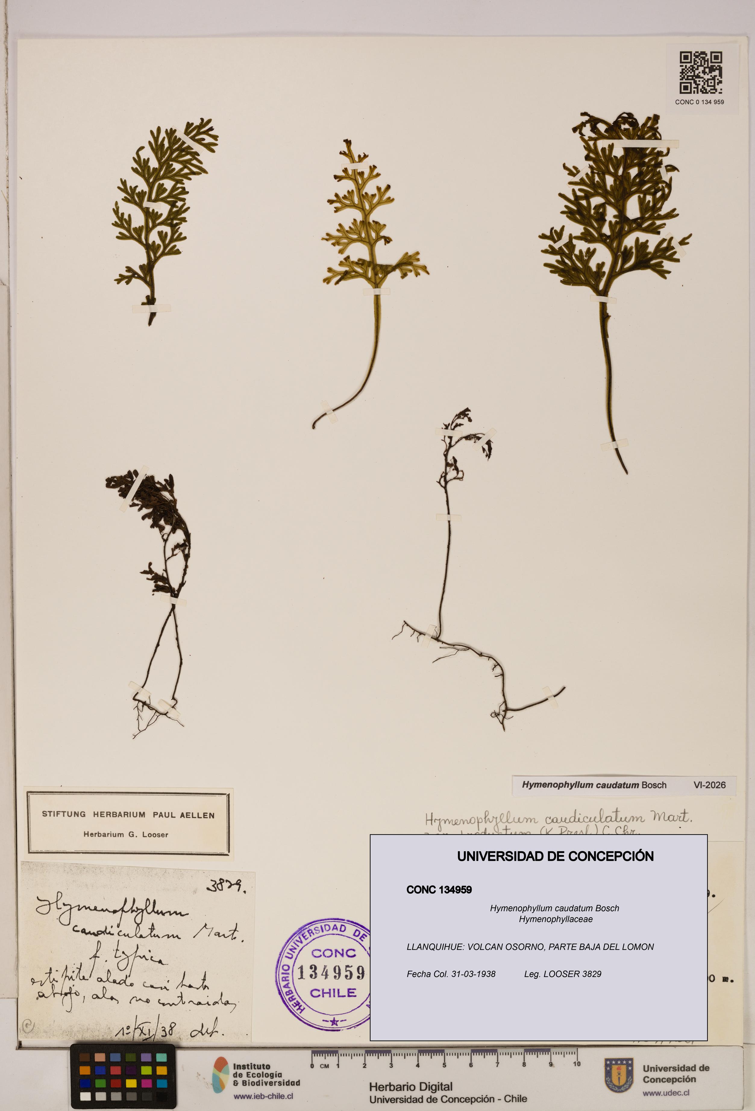 Hymenophyllum caudatum [Espécimen: UDEC:CONC:0134959]
