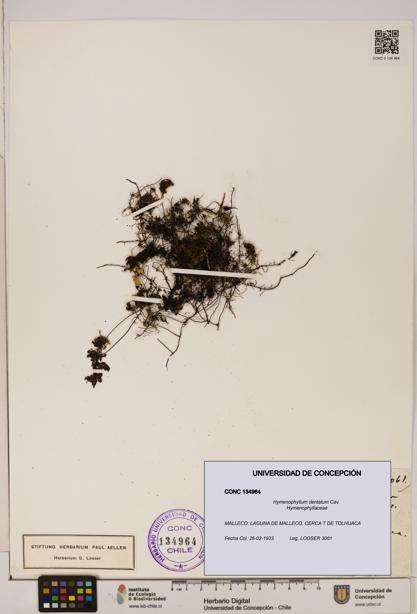 Hymenophyllum dentatum [Espécimen: UDEC:CONC:0134964]