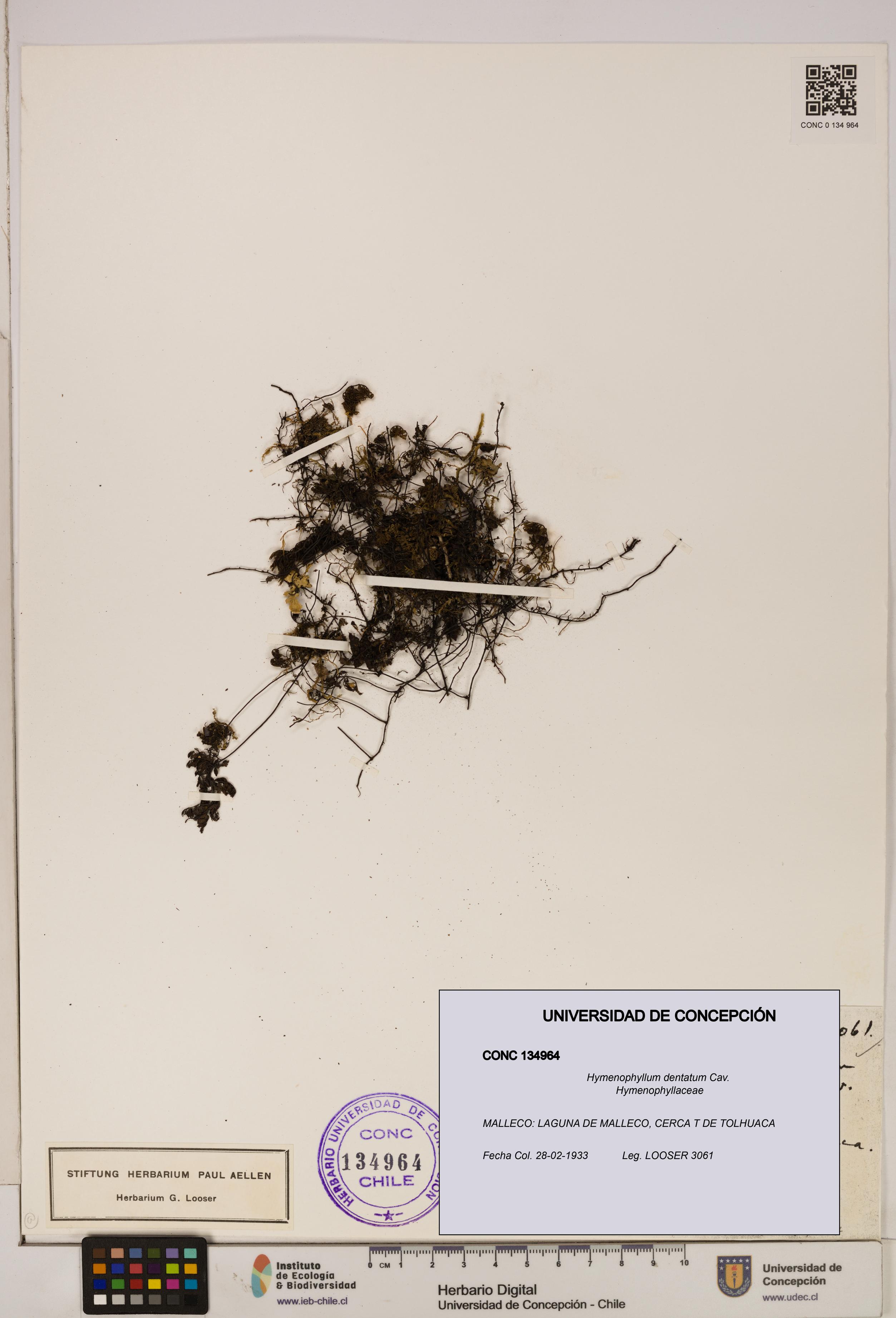 Hymenophyllum dentatum [Espécimen: UDEC:CONC:0134964]