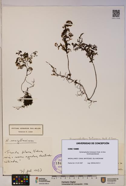Hymenophyllum tortuosum [Espécimen: ]