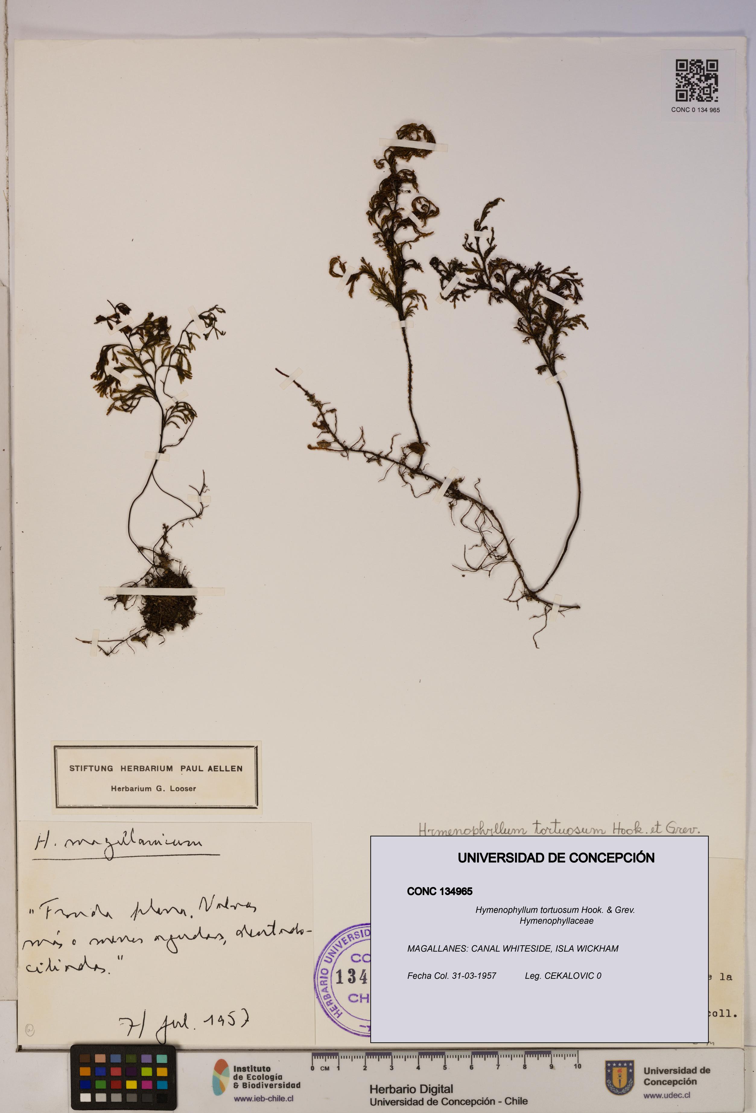 Hymenophyllum tortuosum [Espécimen: ]