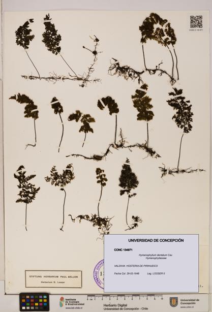 Hymenophyllum dentatum [Espécimen: UDEC:CONC:0134971]