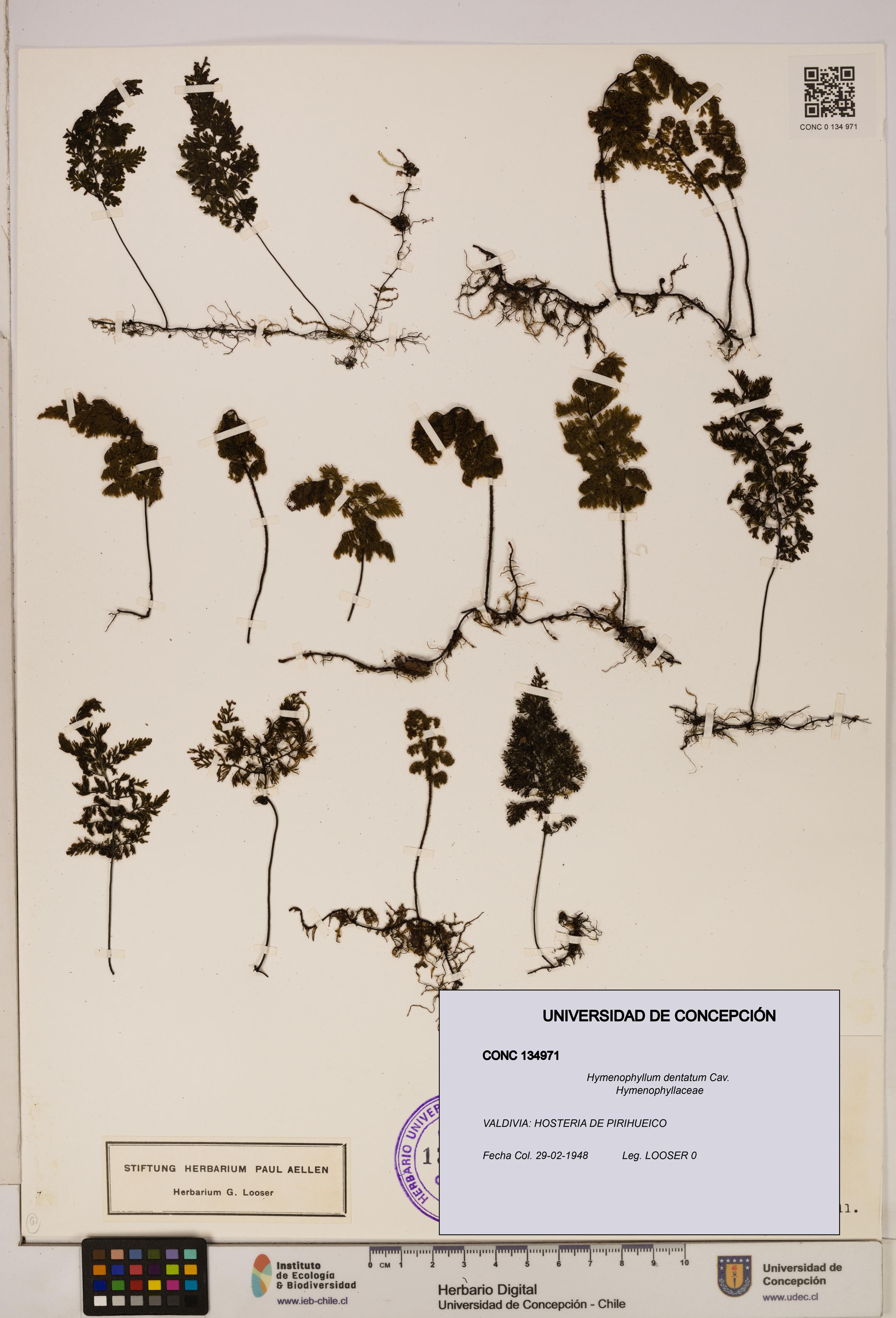 Hymenophyllum dentatum [Espécimen: UDEC:CONC:0134971]