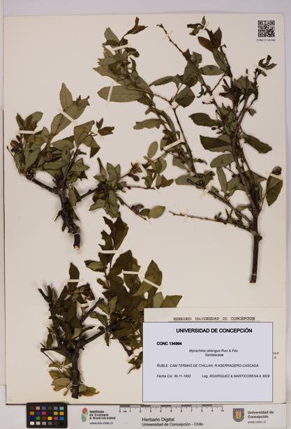 Myoschilos oblongus [Espécimen: UDEC:CONC:0134994]