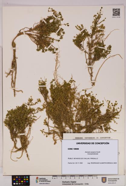 Arenaria serpens [Espécimen: UDEC:CONC:0135009]
