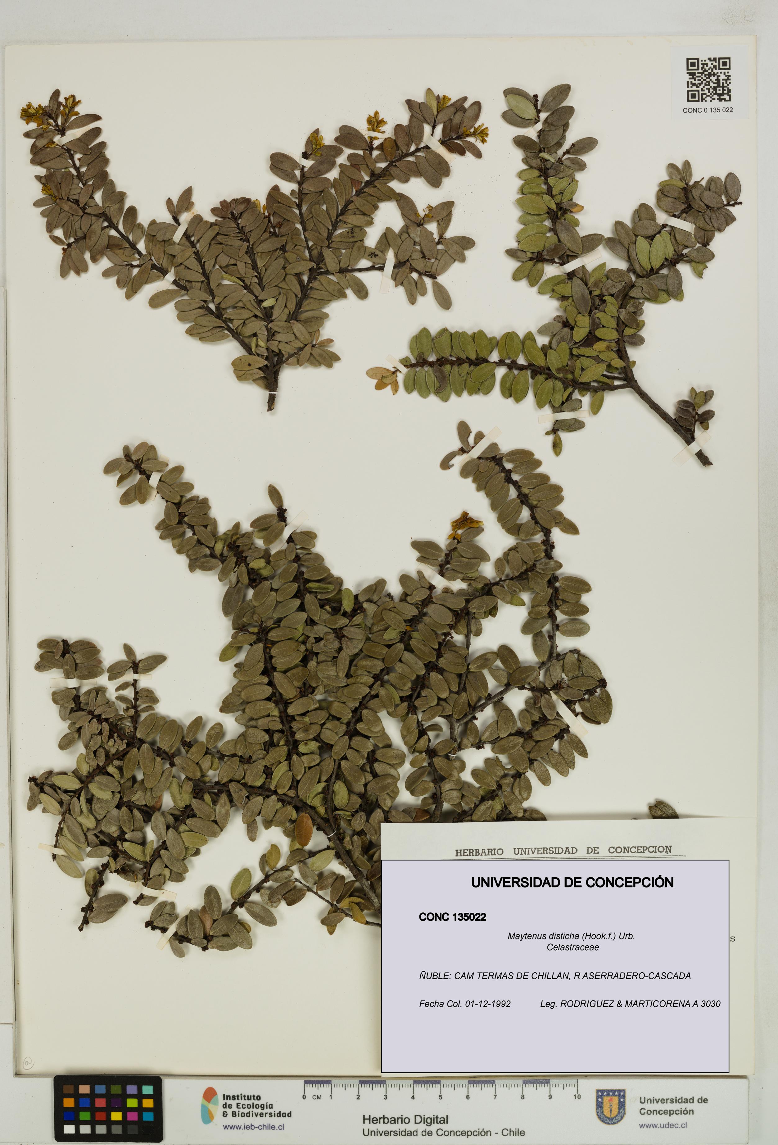 Maytenus disticha [Espécimen: UDEC:CONC:0135022]