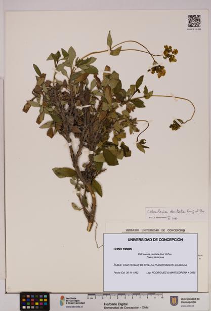 Calceolaria dentata [Espécimen: UDEC:CONC:0135025]