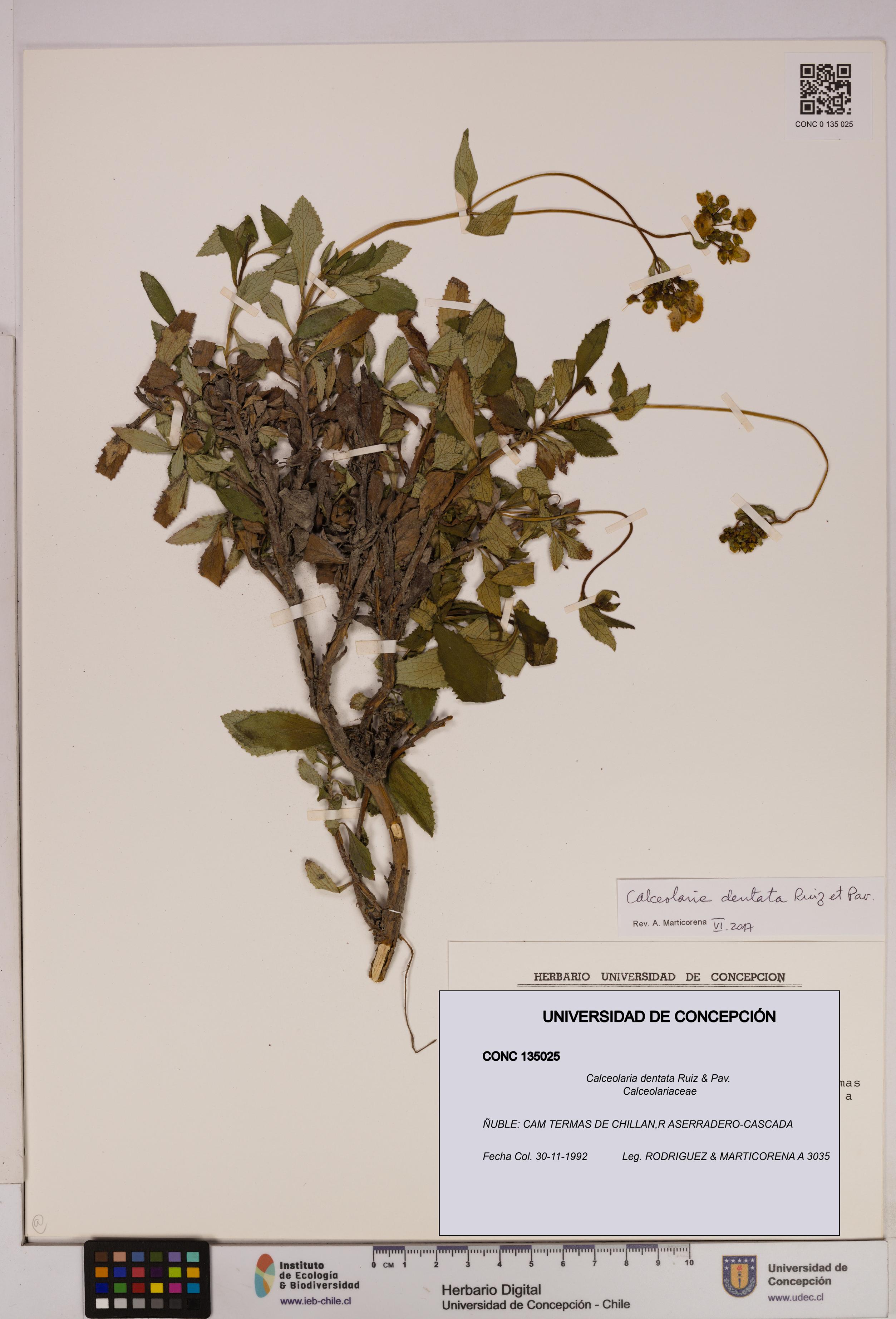 Calceolaria dentata [Espécimen: UDEC:CONC:0135025]