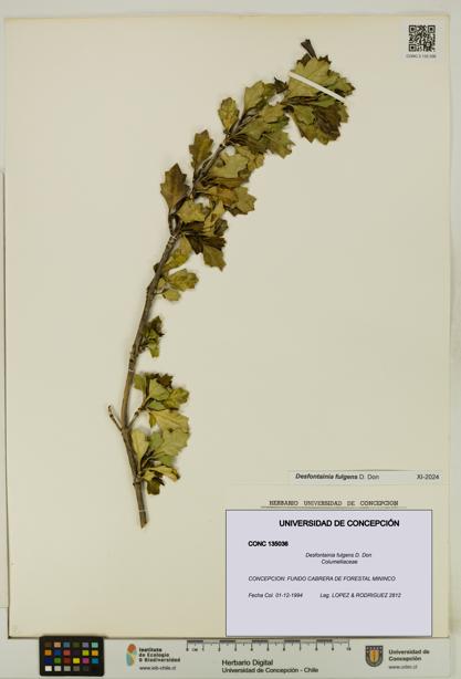 Desfontainia fulgens [Espécimen: UDEC:CONC:0135036]