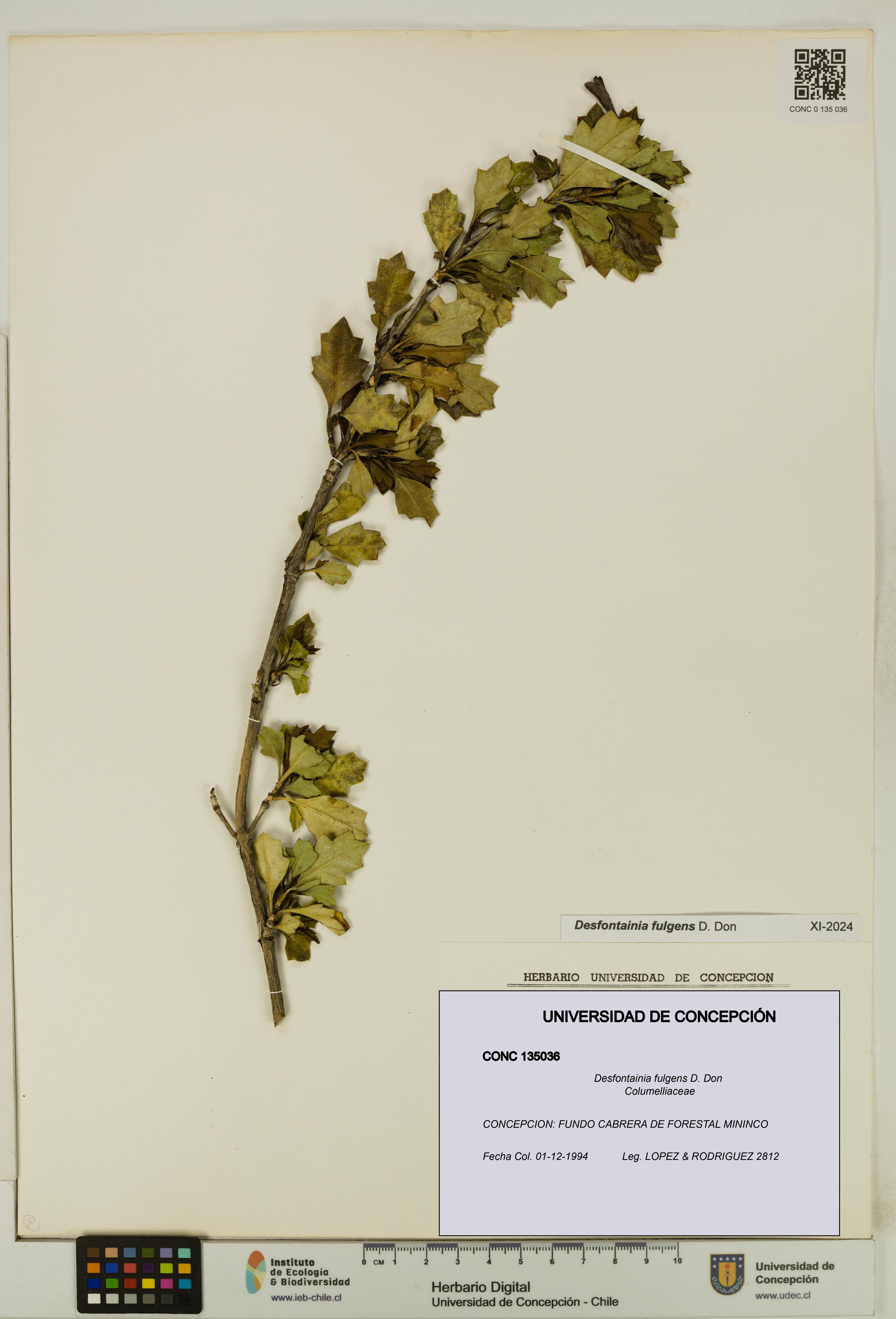 Desfontainia fulgens [Espécimen: UDEC:CONC:0135036]