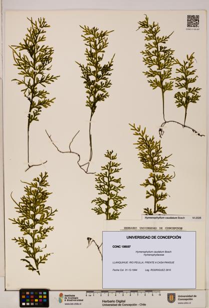 Hymenophyllum caudatum [Espécimen: UDEC:CONC:0135037]