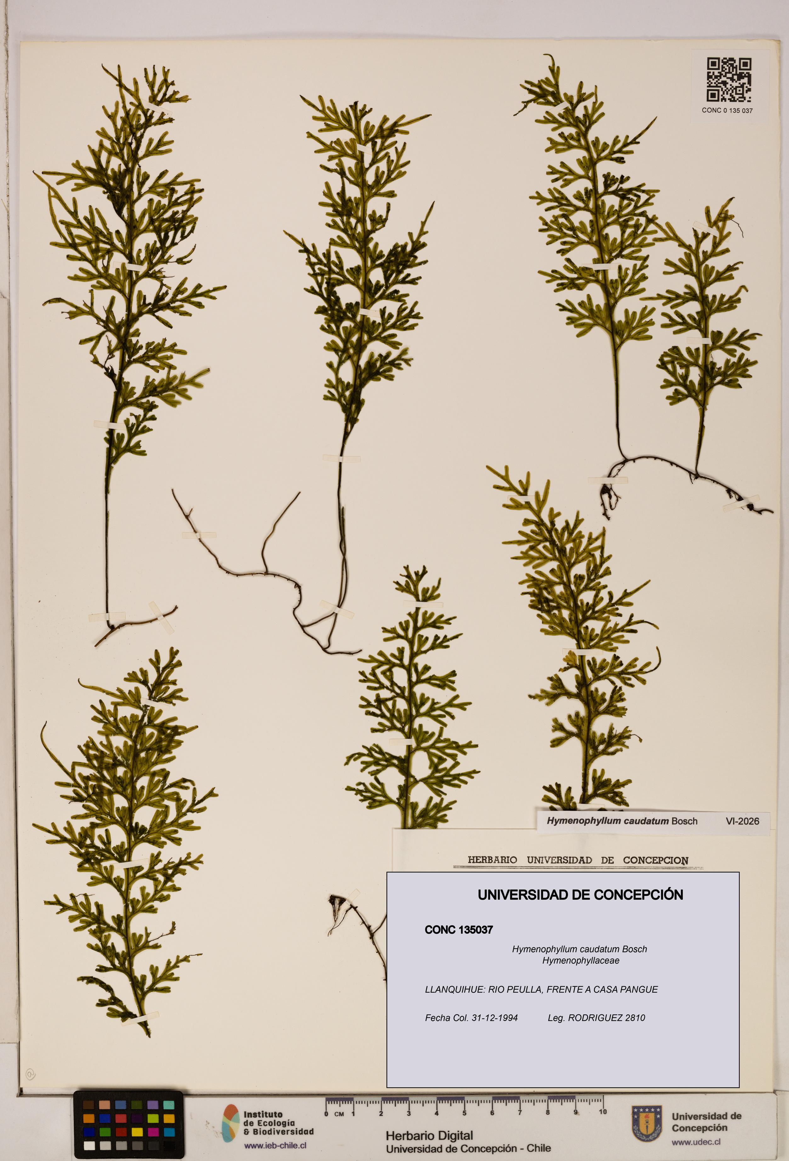 Hymenophyllum caudatum [Espécimen: UDEC:CONC:0135037]