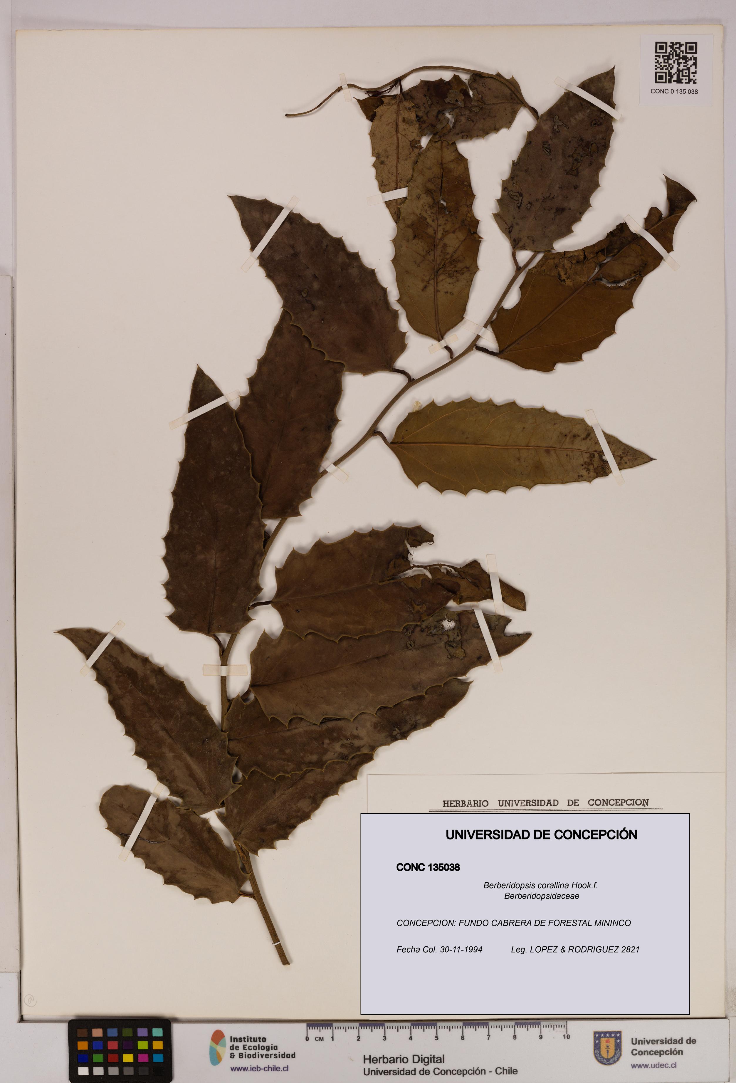 Berberidopsis corallina [Espécimen: UDEC:CONC:0135038]