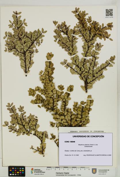 Maytenus disticha [Espécimen: UDEC:CONC:0135046]