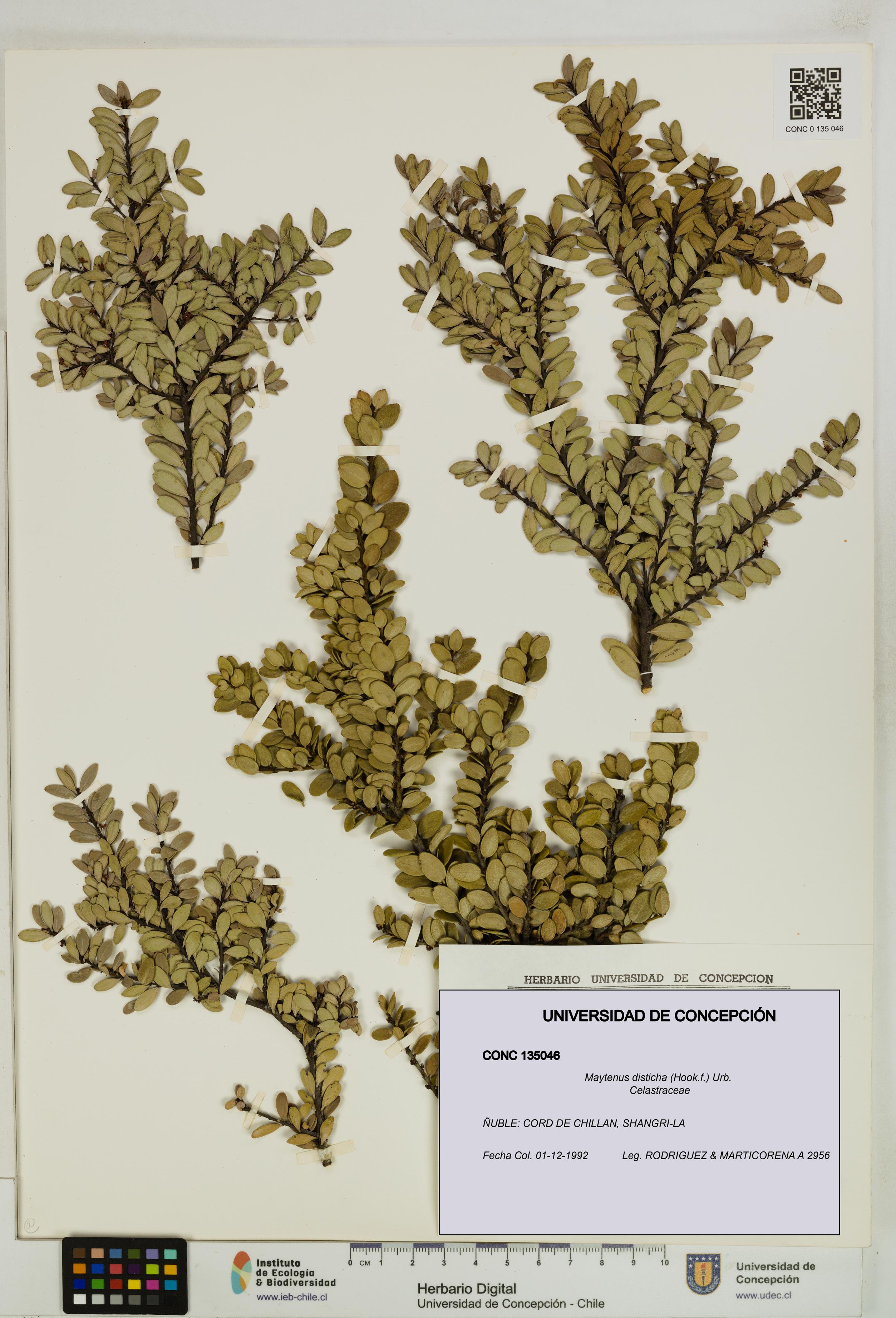 Maytenus disticha [Espécimen: UDEC:CONC:0135046]