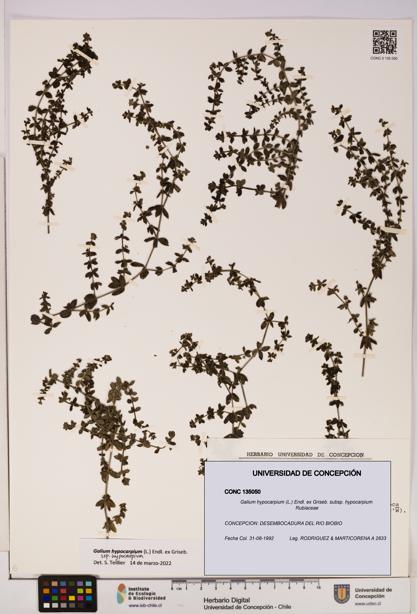 Galium hypocarpium subsp. hypocarpium [Espécimen: UDEC:CONC:0135050]