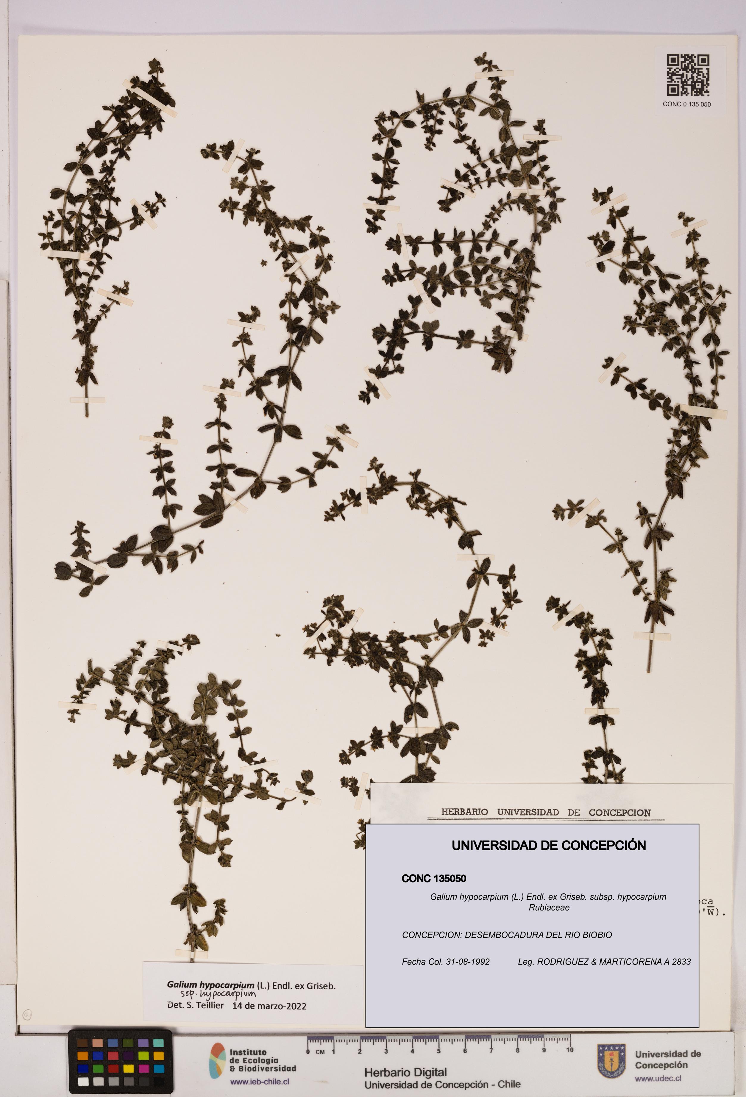 Galium hypocarpium subsp. hypocarpium [Espécimen: UDEC:CONC:0135050]