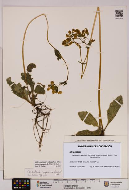 Calceolaria corymbosa [Espécimen: UDEC:CONC:0135055]