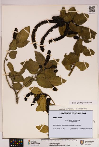 Ercilla spicata [Espécimen: UDEC:CONC:0135063]