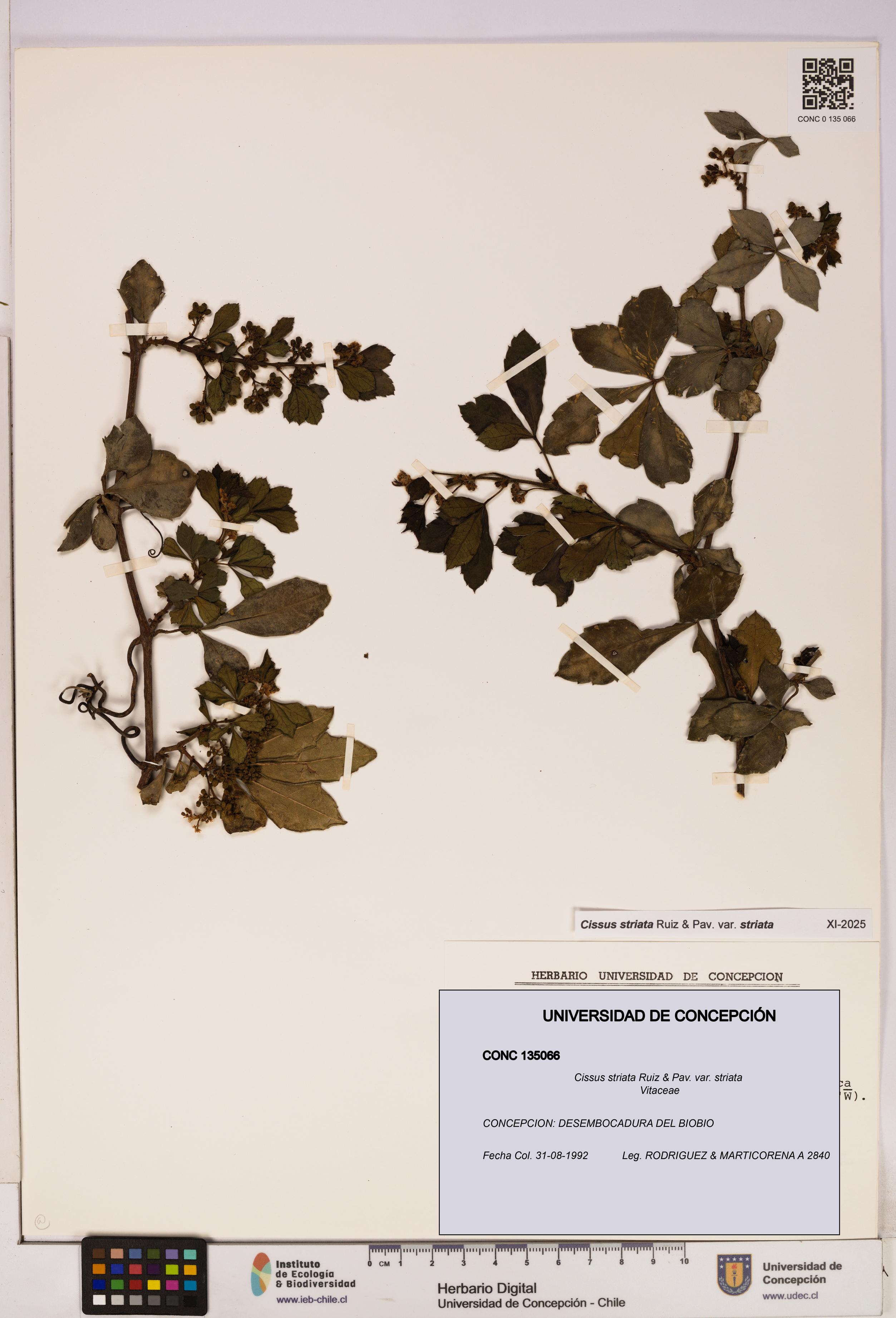 Cissus striata var. striata [Espécimen: UDEC:CONC:0135066]