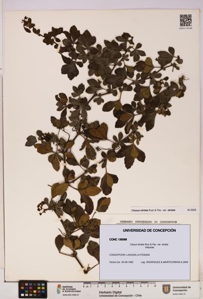 Cissus striata var. striata [Espécimen: UDEC:CONC:0135069]