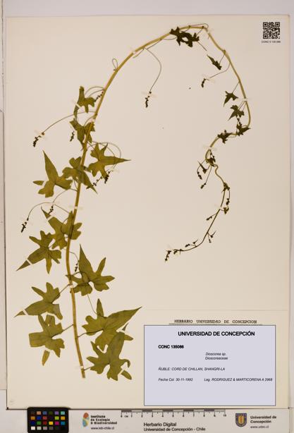 Dioscorea sp. [Espécimen: ]